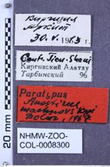 Etikette zu Anostirus machnovskyi syn of A. decorus (Dolin, 1969) (NHMW-ZOO-COL-0008300)